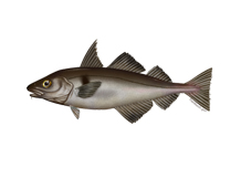 haddock