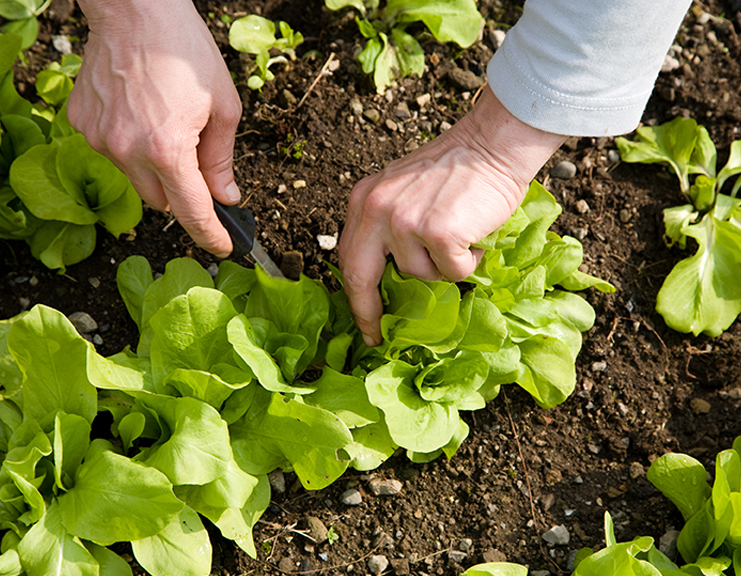 lettuce
