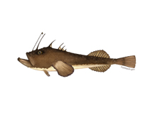 monkfish