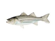 striped bass