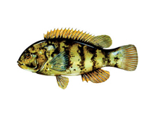 tautog