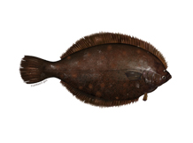 winter flounder